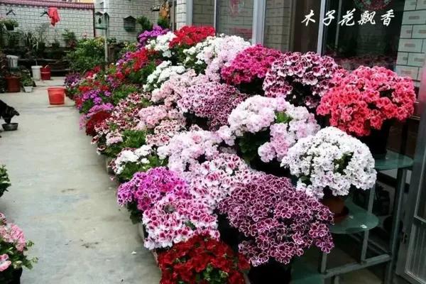 (图片      木子花飘香h 来源:天竺葵吧)