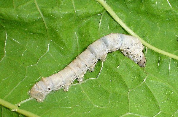 世界上吐丝最有价值的10种蚕 无线频道 手机搜狐