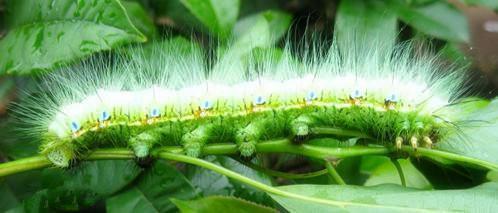 世界上吐丝最有价值的10种蚕