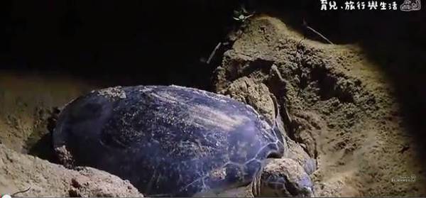 马来西亚看海龟下蛋之 7大绝美景点 新闻频道 手机搜狐