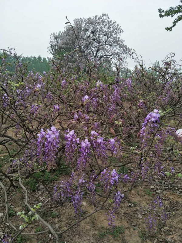 萧县人最爱的葛花 竟有一神奇功效 这种毛毛虫也能吃 新闻频道 手机搜狐