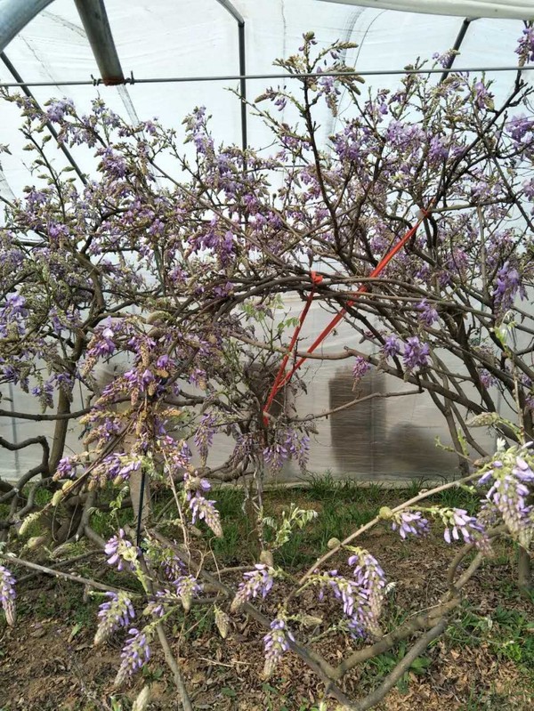 萧县人最爱的葛花 竟有一神奇功效 这种毛毛虫也能吃 新闻频道 手机搜狐