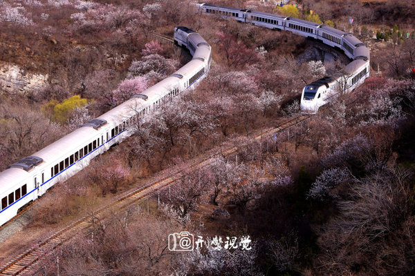花海列车 说说列车开进春天的那些事 原创组图 旅游频道 手机搜狐