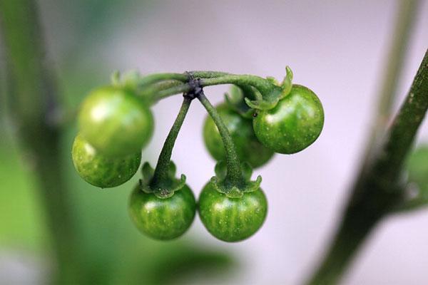 1,治痈无头:捣龙葵敷之.