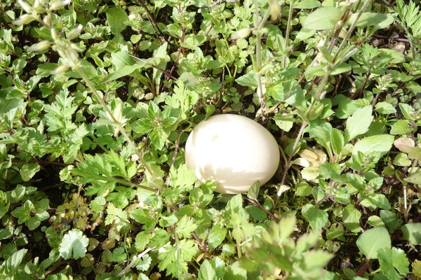 去天坑寨子看火烧裤裆,听山歌,摸龙蛋