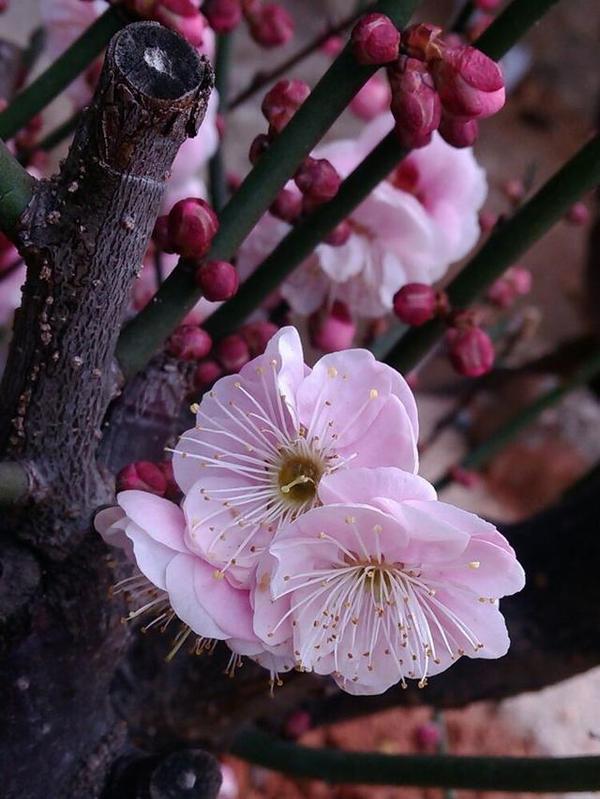 福州鼓岭梅花园双色梅