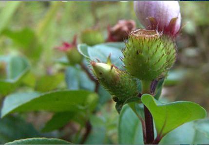 1,吊茄子,这种野果非常想茄