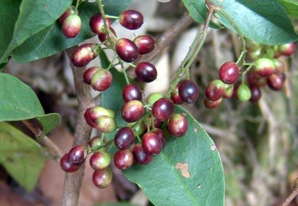 走进深山,你知道有多少野山果可以吃的?