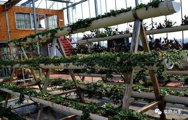 9种蔬菜吃完别扔 菜叶放土里可再生 一年吃不完 时尚频道 手机搜狐