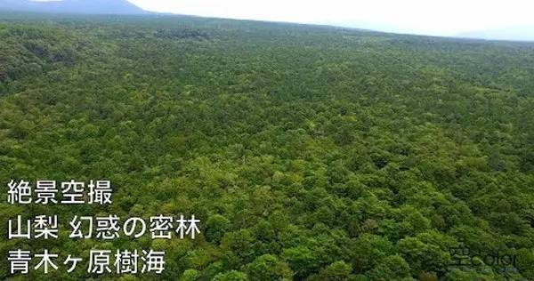 当四月的东京开满樱花 富士山下树海青木原里的人正在自杀 新闻频道 手机搜狐