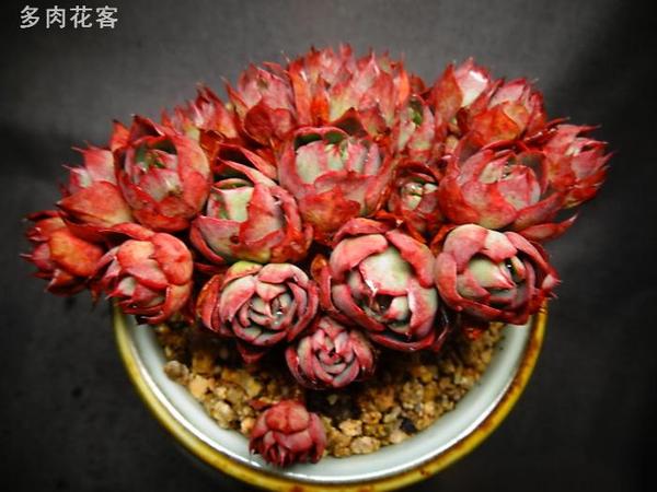 多肉植物老桩系列 央金 颜色鲜艳造型美观