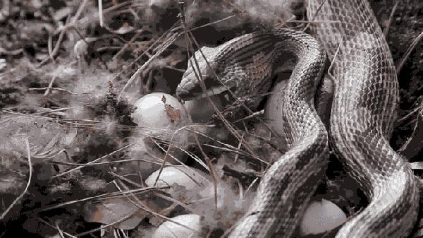 吞食鸟蛋的蛇