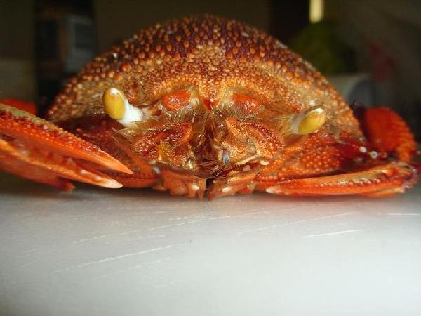 来宝岛台湾品尝海中怪物海臭虫:老虎蟹(旭蟹)!