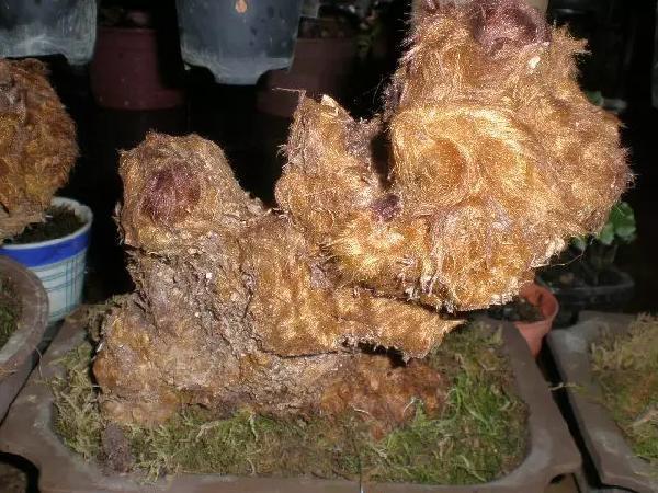 侏罗纪植物活化石:金毛狗蕨