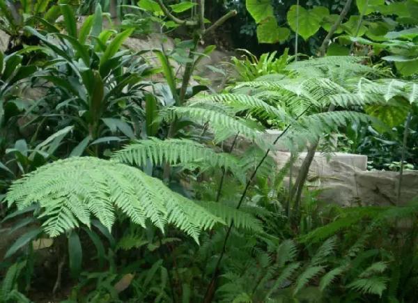 侏罗纪植物活化石:金毛狗蕨