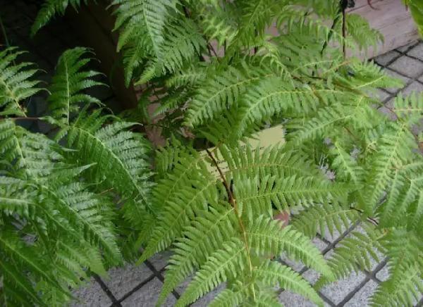 侏罗纪植物活化石:金毛狗蕨