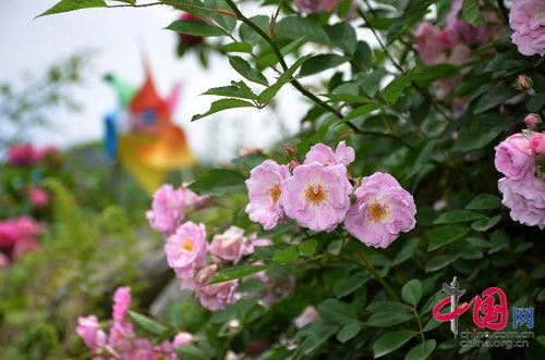 第三届宝山 太阳湾蔷薇花爱情节5月14日拉开帷幕 旅游频道 手机搜狐