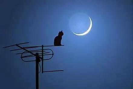 经常失眠?是体内的神,魂,魄,意,志没好好待着