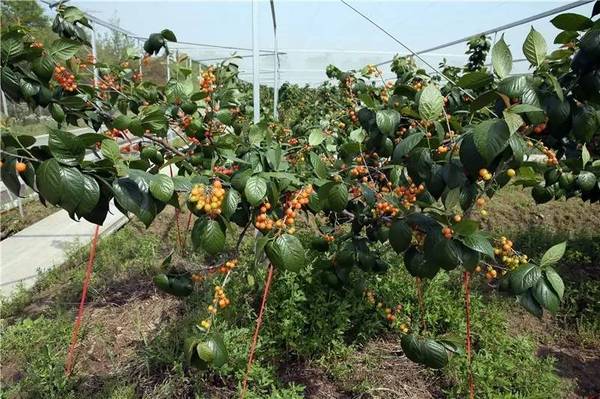 五厍农场占地约300亩,种植的果品类型也很丰富.