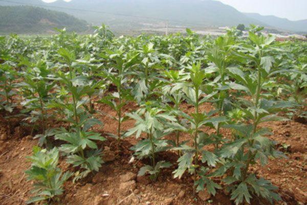气血亏虚,头痛脑胀,一味中药调理气血!
