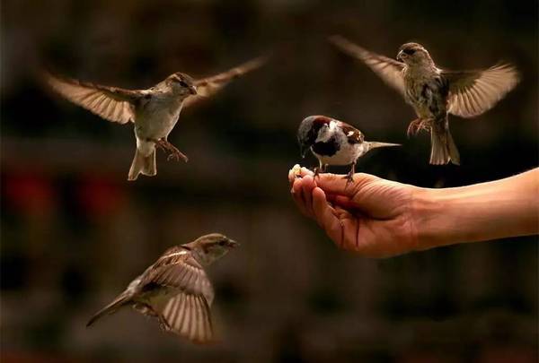 放生功德的秘密 您不一定了解 星座频道 手机搜狐