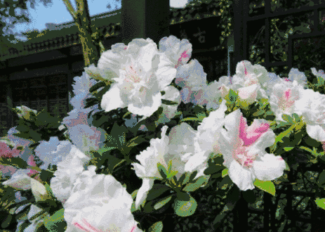 463_330gif 动态图 动图