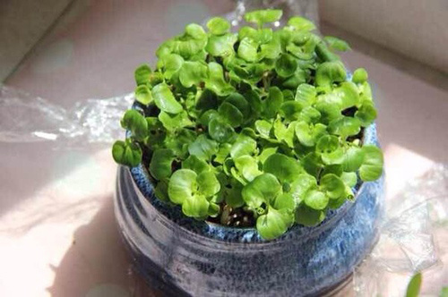 这些水果种子都能种盆栽,赶快吃个苹果试试!