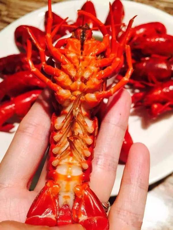 去年日销800多斤的小龙虾杀回来啦!