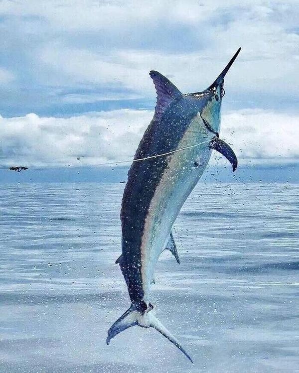 出海有風險,釣到的馬林魚太大,小船說翻就翻