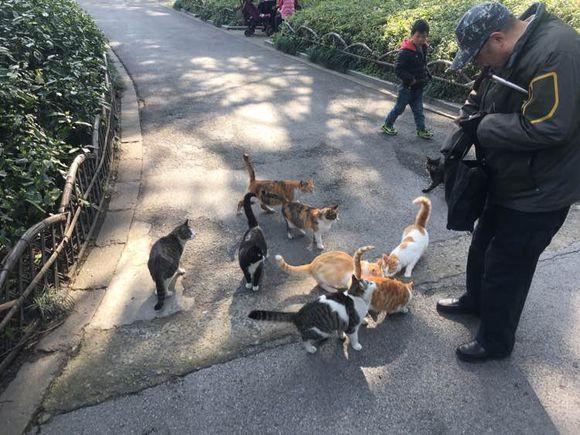 王者级别的老爷爷,召唤一群流浪猫,你能做到吗?