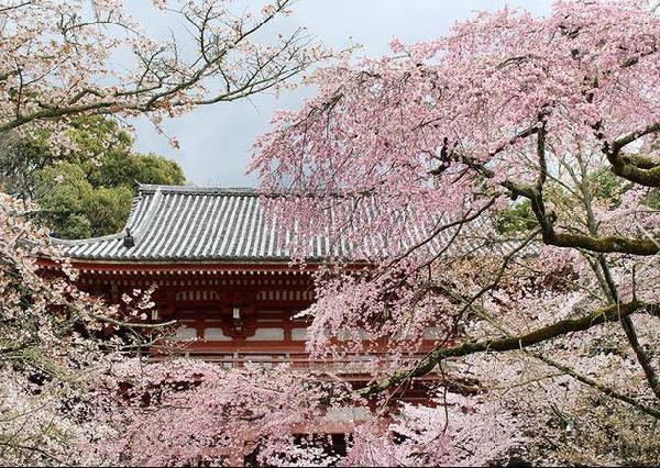 宜家在世界遗产京都醍醐寺开了间咖啡馆 旅游频道 手机搜狐