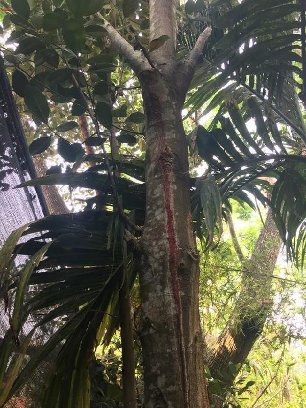 槟榔谷黎苗文化旅游区 流血的树.