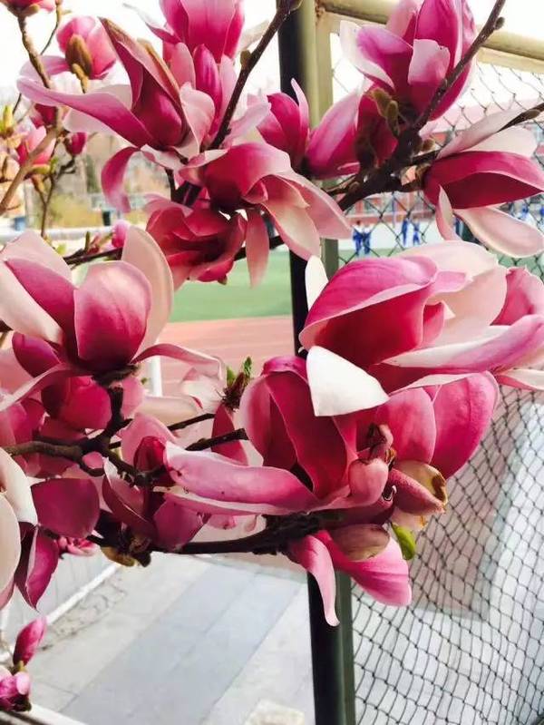 " 北京五中分校 李贝尔 校园里的花, 简称"校花"呀 同学,有疑问吗?