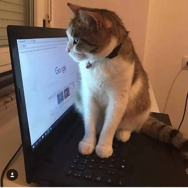 今天的晚餐——猫煲饭.