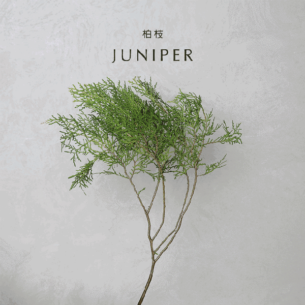 今年不带菊花来看你,故人