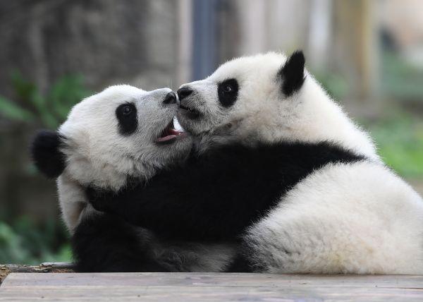 英媒:中国将建大熊猫国家公园可保护8000