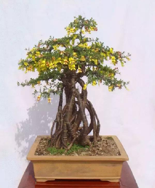 金雀盆景欣赏与制作养护