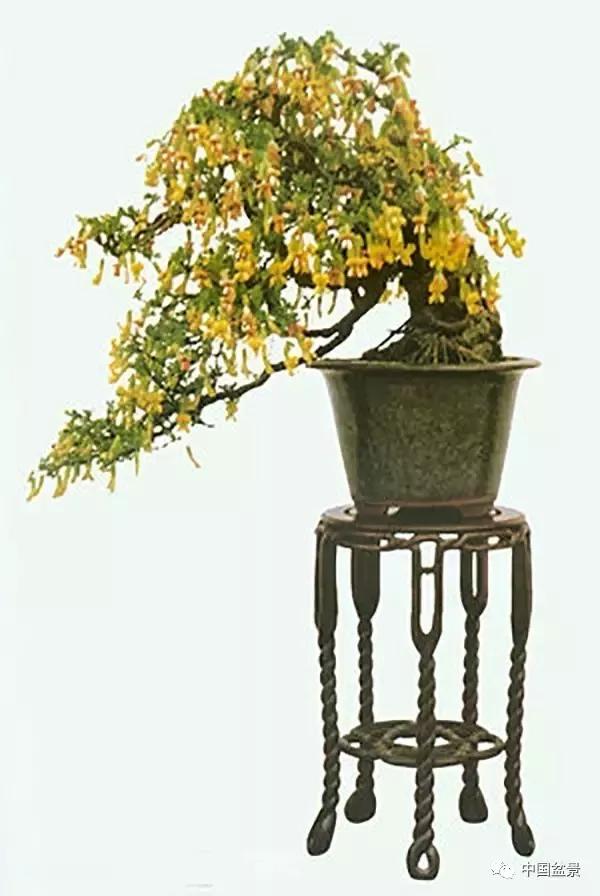 树形:金雀盆景的造型,以独干虬枝,姿态古雅者为佳,也可制作成枝叶披纷