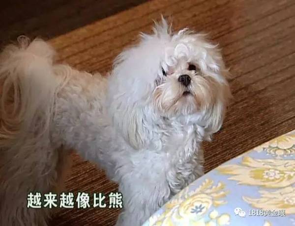 女子花9500买了一只名贵犬 养了半年后发现 无线频道 手机搜狐