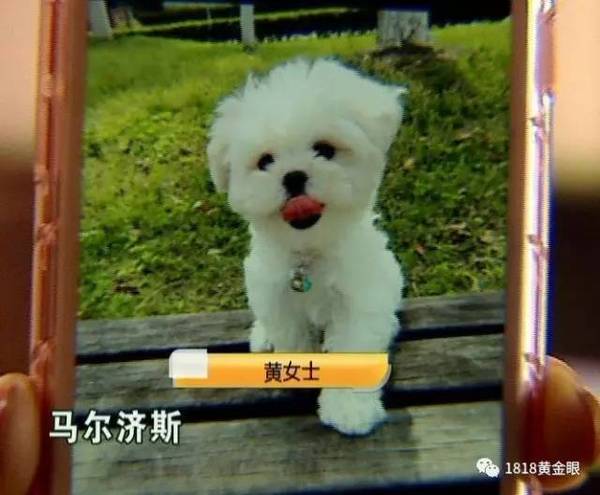 女子花9500买了一只名贵犬 养了半年后发现 无线频道 手机搜狐