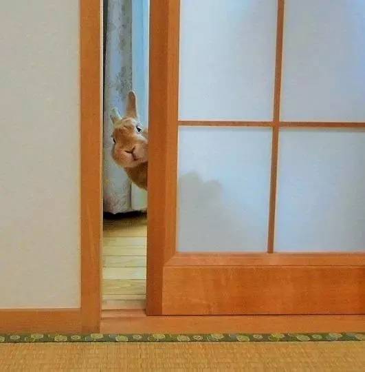 比如说mimi经常会躲在门后面 偷偷的看着他 ▼ 大部分的时候 主人去