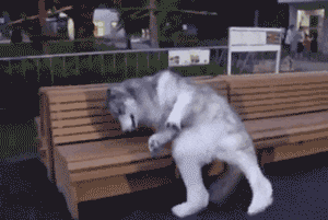 300_201gif 动态图 动图