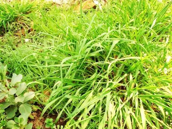 浆麦草俗称野麦草,粗看的样子像小麦叶,这种草在江南田野成片生长