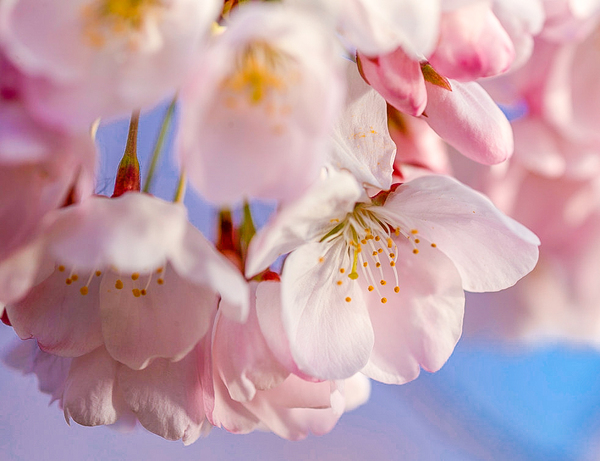 春の祭|恋恋粉尘,从内而外你都值得拥有的樱花粉