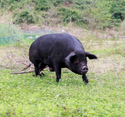 这只来自鹿寨中渡的土猪,凭什么那么火!