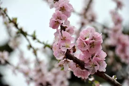 清明出游花粉过敏怎么办 教你5个预防妙招 时尚频道 手机搜狐