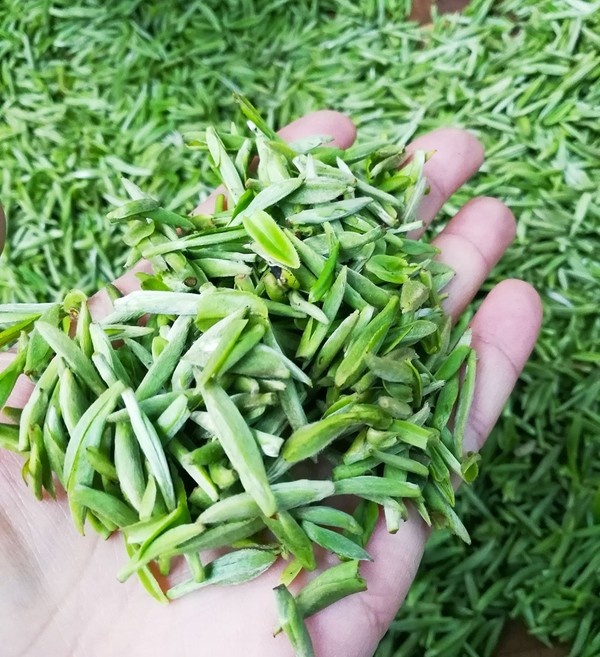 5:一家三代,只为一口好茶.