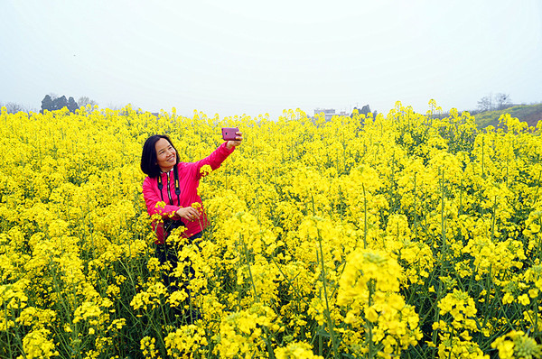 油菜花盛开的蓝田九间房镇桐花沟 美如童话世界 旅游频道 手机搜狐
