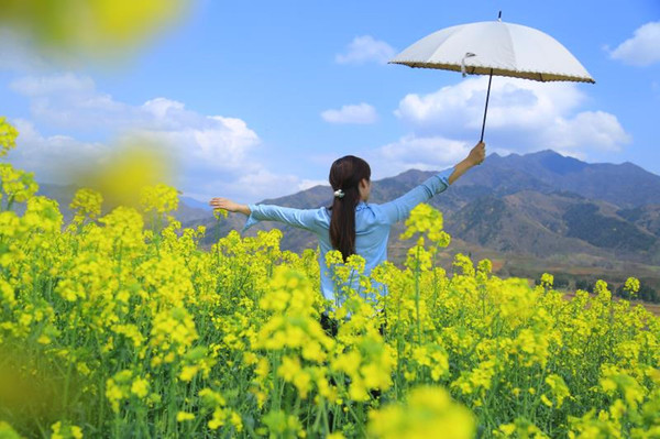 油菜花盛开的蓝田九间房镇桐花沟 美如童话世界 旅游频道 手机搜狐
