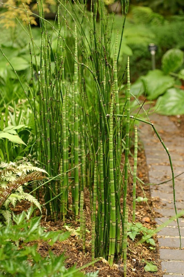 农村的野草到处都是,却能治百病